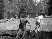 Perunapellolla  Ilmari Kitsanen työntää auraa, jota hänen Helmi vaimonsa vetää.