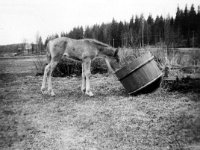 Kaiho  Kaiho-varsa tutkii taikinasaavia Imppilän pihassa
